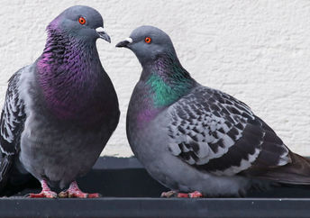 Pigeons are very intelligent birds.