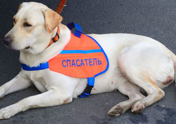 A search and rescue dog.