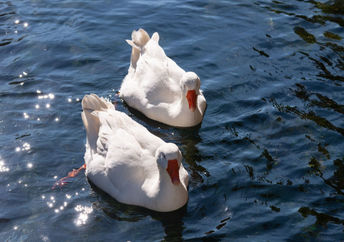 A pair of geese enjoying the water.