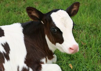 A young Holstein calf.