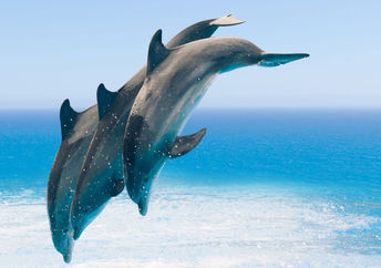 Dolphins jumping in the sea.