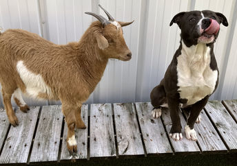 Besties Cinnamon the goat and Felix the dog can stay together!
