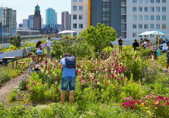 A green roof garden in the Netherlands.