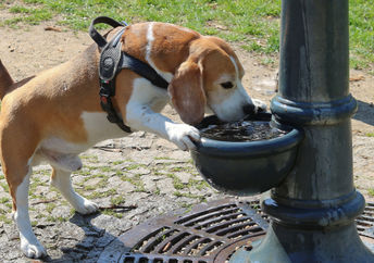 Pup drinking water at the dog park.