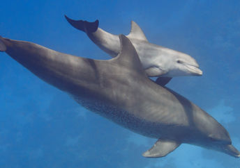 Bottlenose dolphin mother and baby.