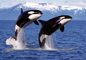 A pair of Orca whales