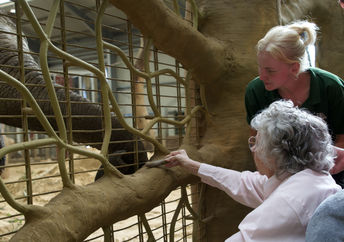 Kay Day feeding an elephant at the zoo.