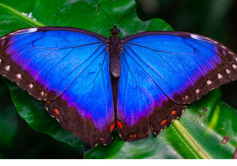 Morpho butterfly wings inspired the new cooling film.