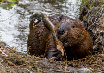 Beavers building a dam.