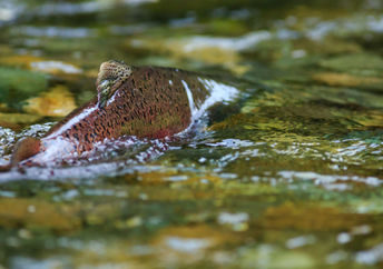 Chinook salmon spawning.
