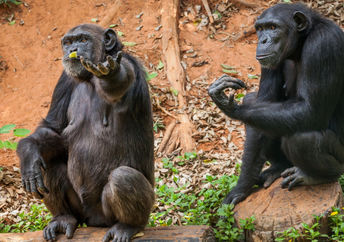 Chimpanzees in a zoo.
