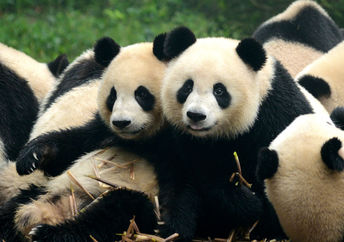 A group of playful pandas.