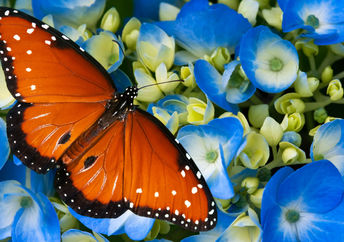 A spotted butterfly on blue flowers.