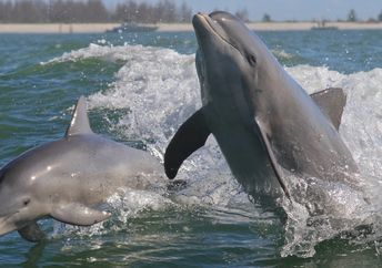 Atlantic bottlenose dolphins