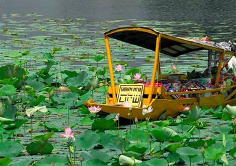 Lotus flower farmers.