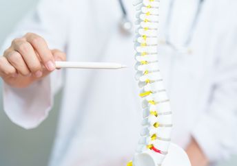 A model of a spinal cord.