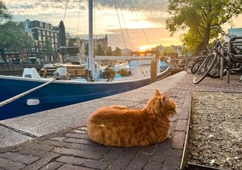 Ginger cat sitting near a canal in Amsterdam watching the sunset sky.