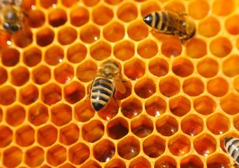 Honey bees in a beehive.