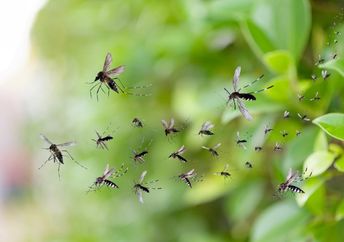 Swarm of mosquitoes.