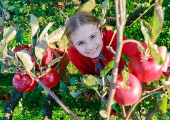 Apple picking in an orchard.