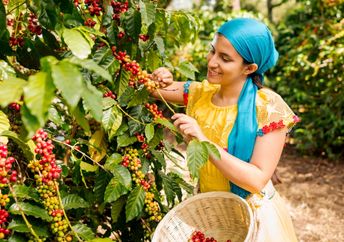 Woman cutting coffee beans from a tree.