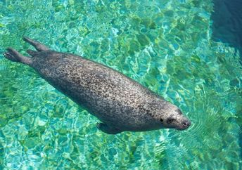 Diving Mediterranean monk seal.