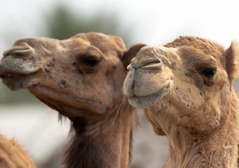 Camels may be the key to treating brain disorders.