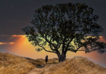 A tree is a powerful spiritual symbol.