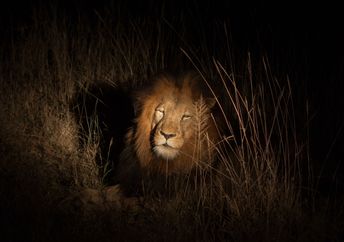 A lion in a bush at night.