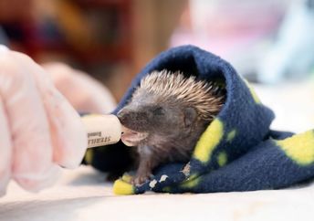 A closeup shot of a gloved hand feeding a baby hedgehog in a blanket with a syringe.