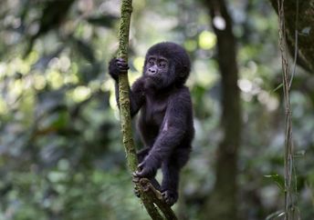 Baby mountain gorilla playing in the wild.