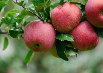 Apples that are ready to be picked.