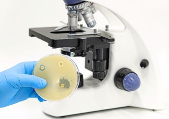 Researching antibiotic resistant superbugs.