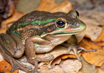 Green and golden bell frogs are being returned to the Australian Capital Territory.