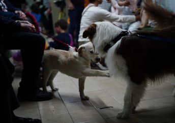 Two dogs play inside a shelter in central Israel as residents wait.