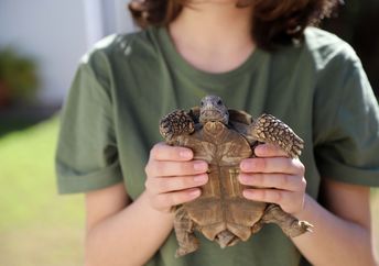 A boy holds a turtle.