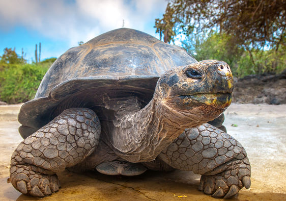 An Extinct Rare Giant Tortoise was Found on the Galápagos ...