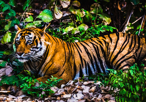 India's Wild Tiger Population Rose 33 Percent in Only Four Years - Goodnet
