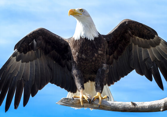 American bald eagle population is coming back.