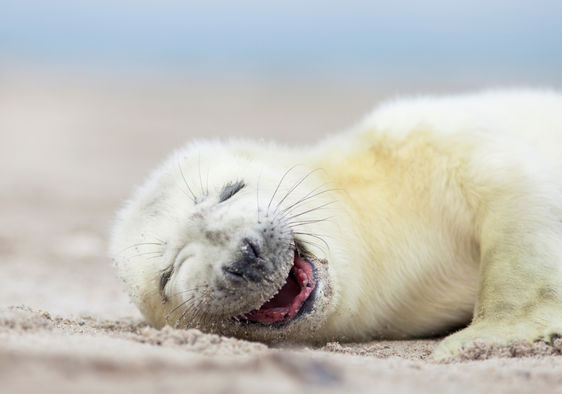 A white gray seal baby is laughing at the beach.