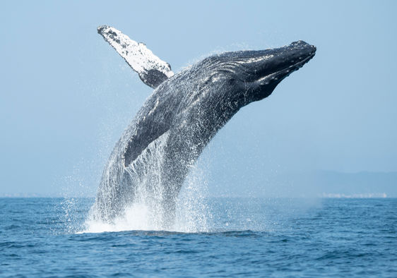 Humpback whale breaching out of the ocean.