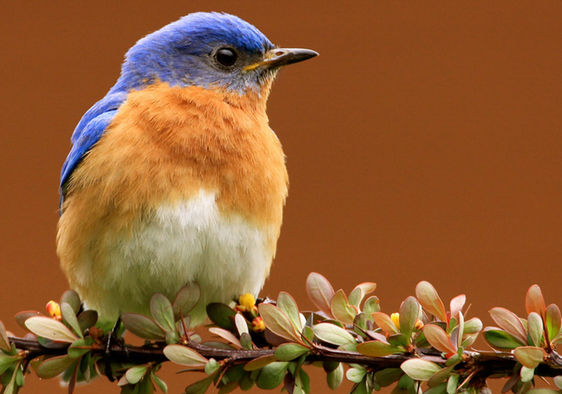 The eastern bluebird in New York, USA.