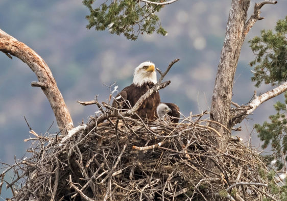 Mother and baby bald eagles in nest.