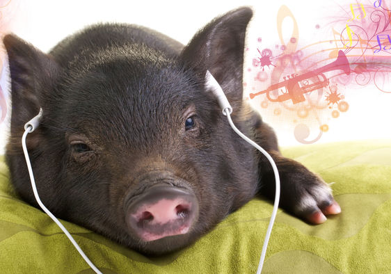 A pig relaxes while listening to music.