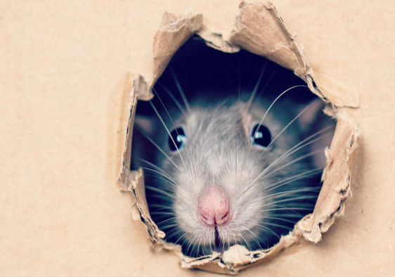 Cute rat peeps out of a hole in a box.
