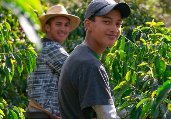 Farmers harvesting coffee.
