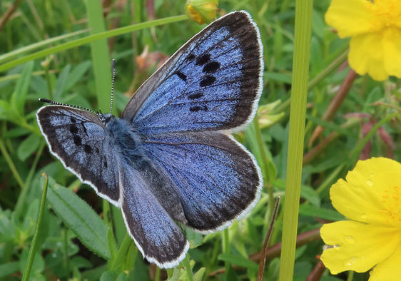 Large blue butterfly is basking among Rockrose in a new colony.