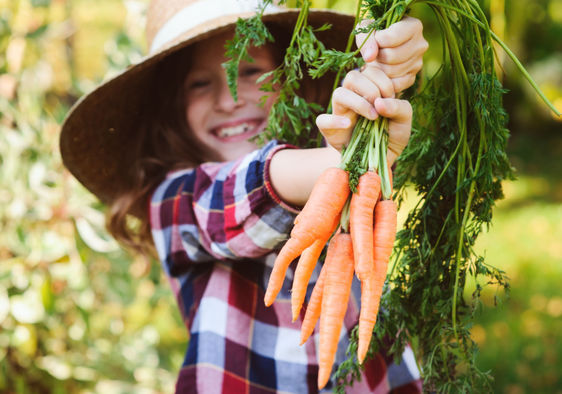 Girl picking carrots in the late fall.