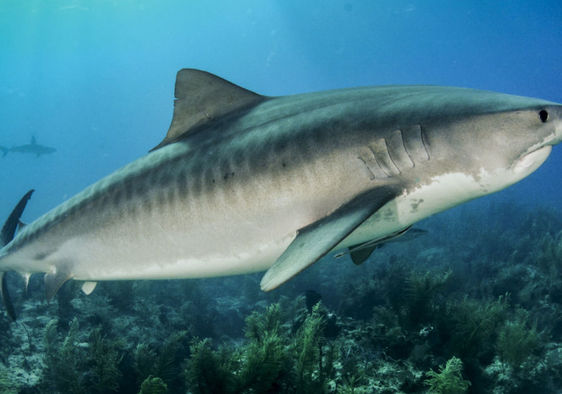 A tiger shark swims above seagrass.