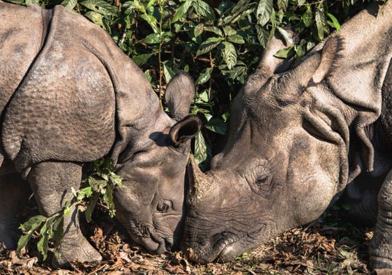 A one-horned rhino baby with its mother.
